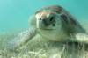 turtle in akumal bay